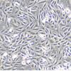 L6细胞;大鼠成肌细胞