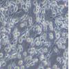 PC-12细胞;大鼠肾上腺髓质嗜铬瘤分化细胞株（分化）