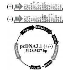 pcDNA3.1(-)