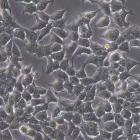 293T细胞;人肾上皮细胞