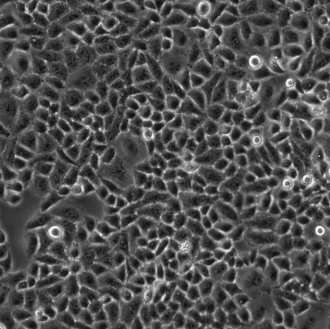 【热销】NCM460细胞;人正常肠上皮细胞