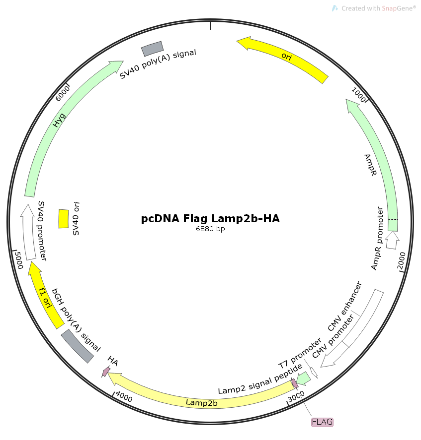pcDNAFlagLamp2b-HA人源基因哺乳表达质粒
