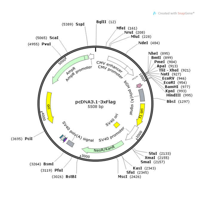 大鼠Gria2(NM_017261)cDNA克隆