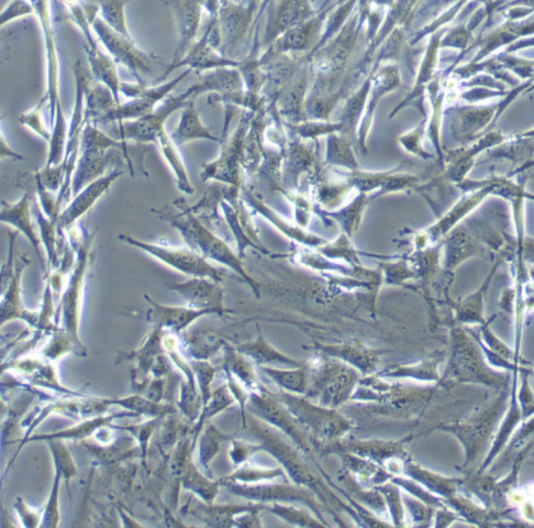 3T3-L1细胞;小鼠胚胎成纤维细胞