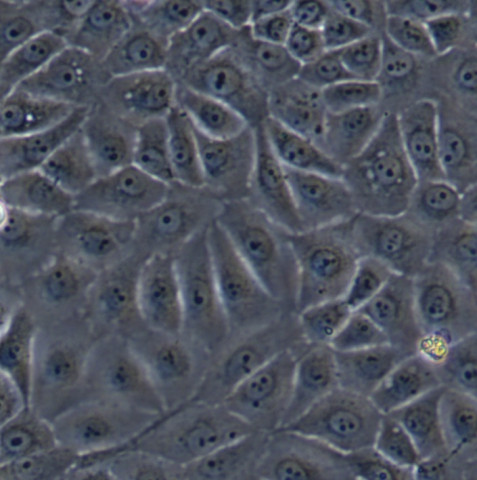 A704细胞;人肾癌细胞系