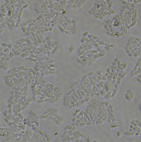 BGC823细胞;人胃癌细胞