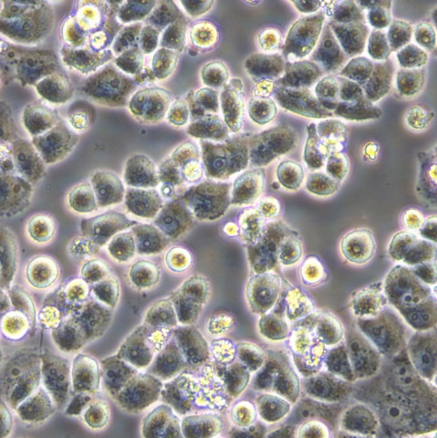 BxPC-3细胞;人原位胰腺癌细胞