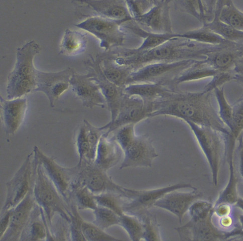C2C12细胞;小鼠成肌细胞