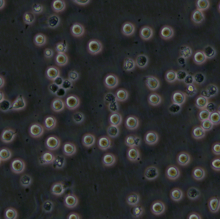 COC1细胞;人卵巢癌细胞