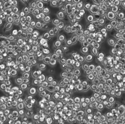 DAMI细胞;人巨核细胞白血病细胞