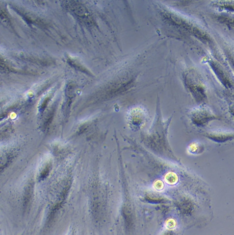 H9C2细胞;大鼠心肌细胞		