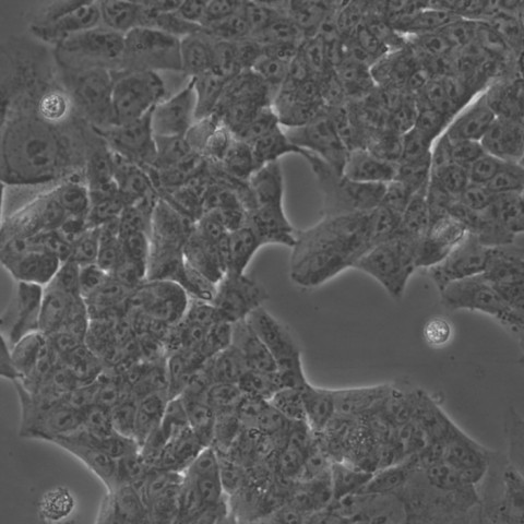 IPEC-J2细胞;猪小肠上皮细胞