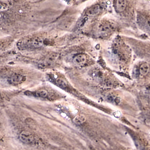 MC3T3-E1细胞;小鼠胚胎成骨细胞前体细胞