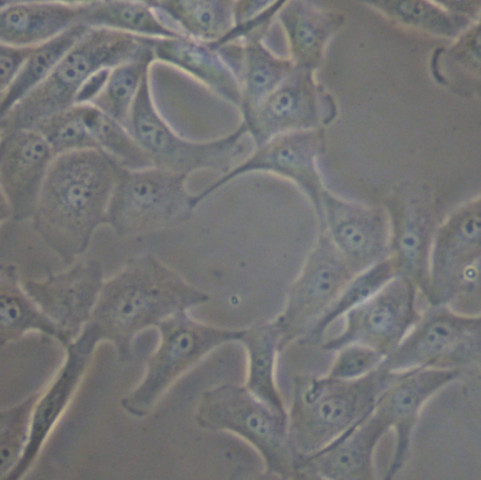 MDBK细胞;牛肾细胞