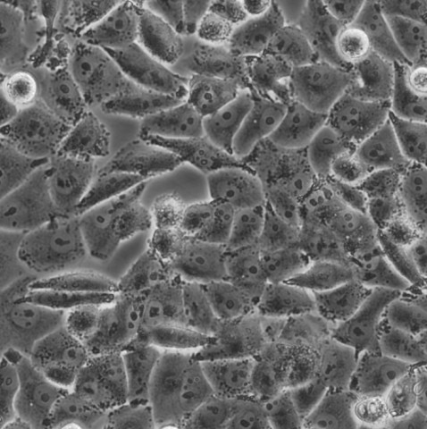 Ntera-2细胞;人卵巢畸胎瘤细胞