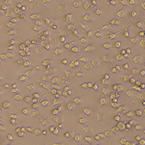 【热销】RAW264.7细胞;小鼠腹腔巨噬细胞细胞系