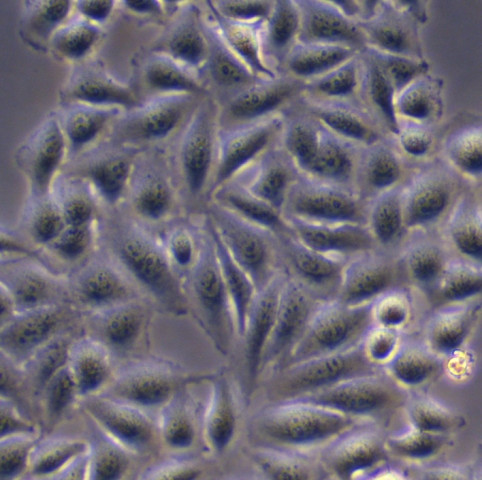 MCF7细胞;人乳腺癌细胞