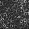 AR42J细胞;大鼠胰腺外分泌细胞