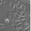 BRL细胞;大鼠肝细胞