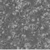 COLO 205细胞;人结直肠腺癌细胞