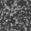 H4细胞;人神经胶质瘤细胞