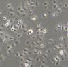 Marc-145细胞;恒河猴肾细胞