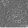 MCF10A细胞;人正常乳腺细胞