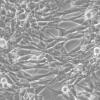 MLO-Y4细胞;小鼠骨样细胞