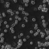 MOLT-4细胞;人急性淋巴母细胞性白血病细胞