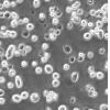 NCI-N87（az251原管）细胞;人胃癌细胞