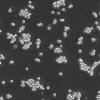 NR8383细胞;大鼠肺泡巨噬细胞