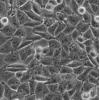 Ntera-2细胞;人卵巢畸胎瘤细胞