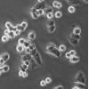 HPT-8细胞;小鼠饲养层上皮细胞
