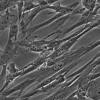 HFL1细胞;人胚肺成纤维细胞