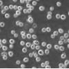 BV173细胞;人外周血B细胞