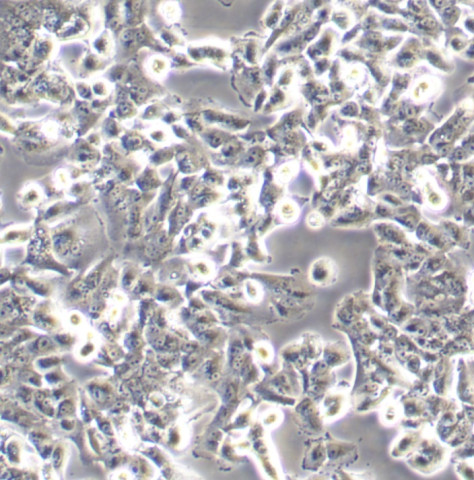 SK-MES-1细胞;人肺鳞癌细胞