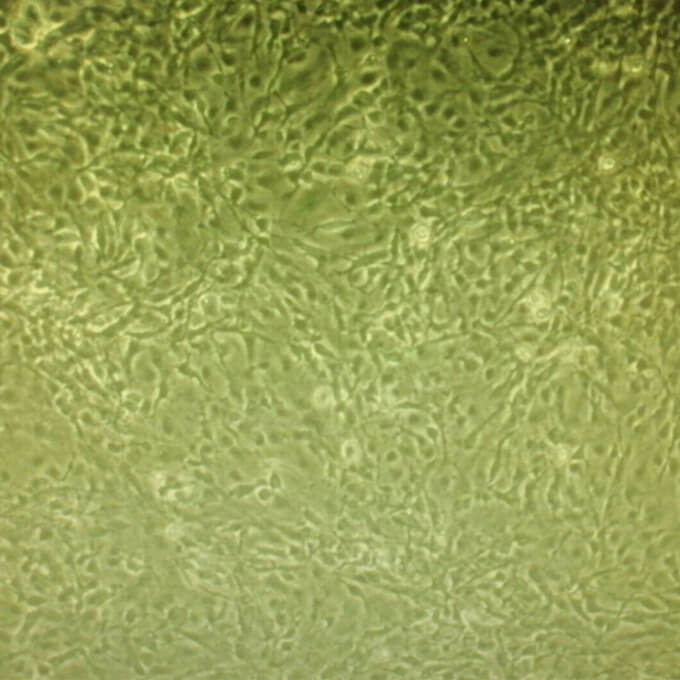 大鼠神经胶质细胞