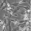 SIEC细胞;猪小肠黏膜上皮细胞
