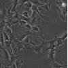 ST细胞;猪胎睾丸细胞
