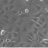 SW1463细胞;人直肠腺癌细胞