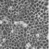 SW1990细胞;人胰腺癌细胞
