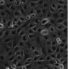 TCAM-2细胞;人睾丸精原瘤细胞