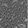 U251细胞;人胶质瘤	细胞系	