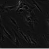 WI-38细胞;人胚肺成纤维细胞