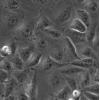UM-UC-3细胞;人膀胱移行细胞癌
