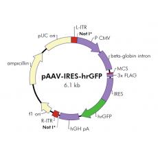 pAAV-IRES-hrGFP