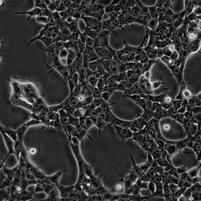 【热销】293FT细胞;人胚肾细胞