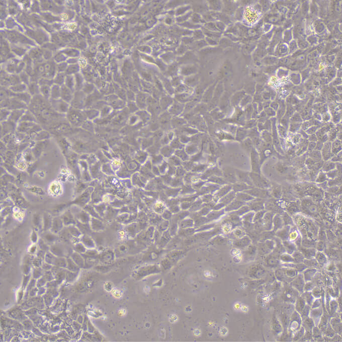 A431细胞;人表皮癌细胞