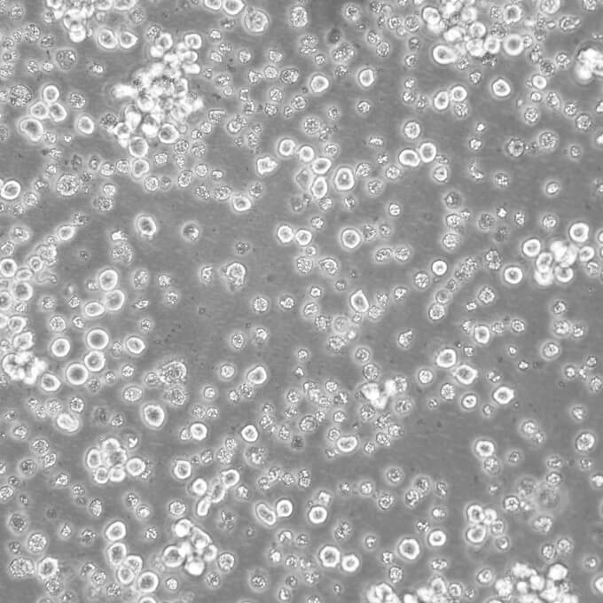 TF-1细胞;人红细胞白血病淋巴细胞
