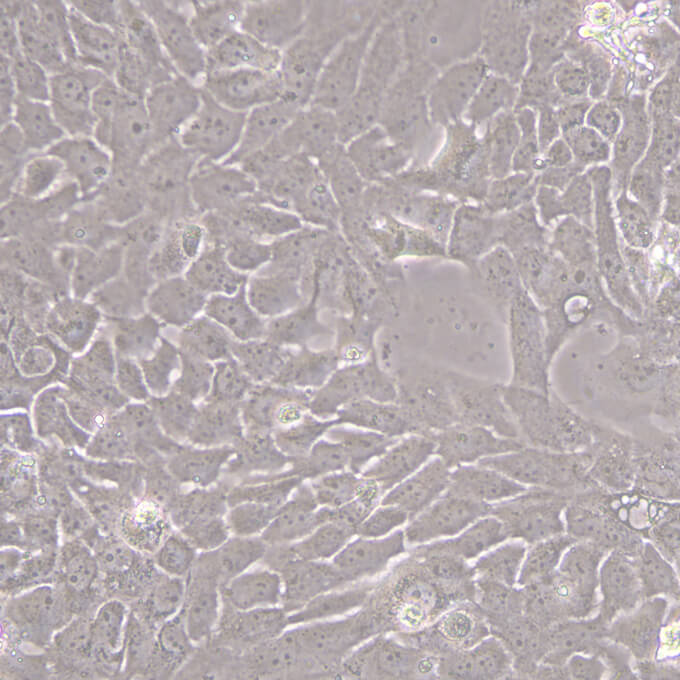 A431细胞;人表皮癌细胞